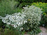 Eringium Silver ghost